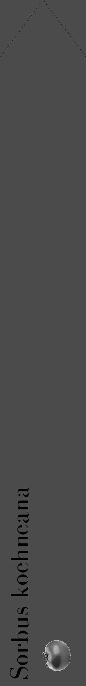 Étiquette de : Sorbus koehneana - format c - style noire9_simple_simplebod avec comestibilité simplifiée - position verticale