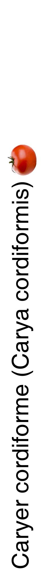 Étiquette de : Carya cordiformis - format a - style noire60hel avec comestibilité simplifiée