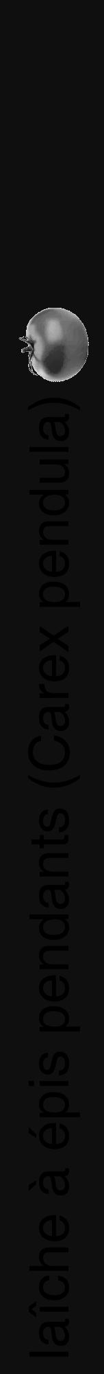 Étiquette de : Carex pendula - format a - style noire7hel avec comestibilité simplifiée - position verticale
