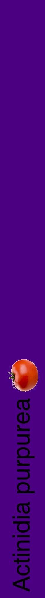Étiquette de : Actinidia purpurea - format a - style noire47hel avec comestibilité simplifiée