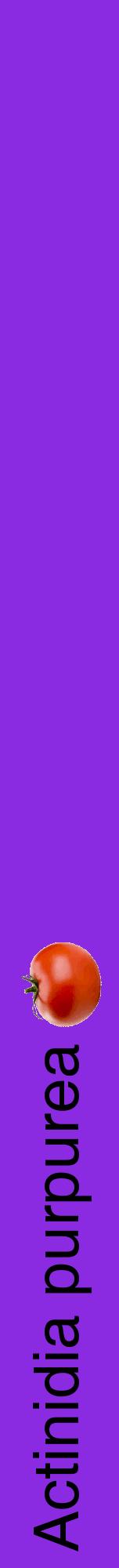 Étiquette de : Actinidia purpurea - format a - style noire49hel avec comestibilité simplifiée