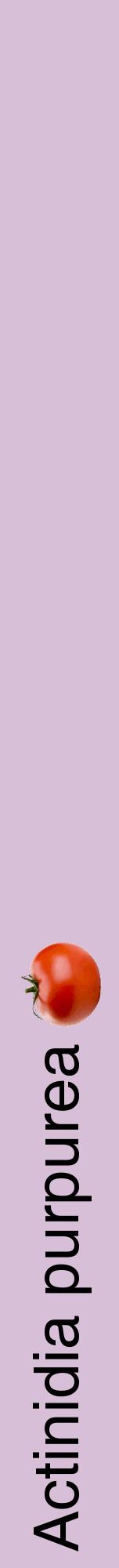 Étiquette de : Actinidia purpurea - format a - style noire54hel avec comestibilité simplifiée