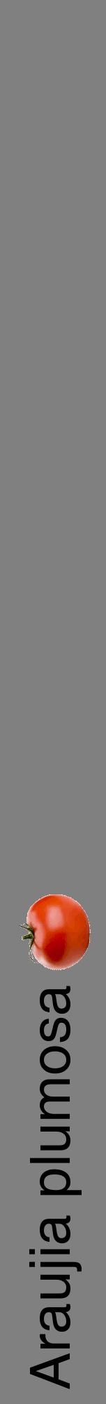 Étiquette de : Araujia plumosa - format a - style noire57hel avec comestibilité simplifiée