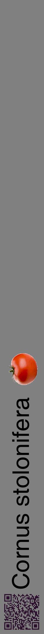 Étiquette de : Cornus stolonifera - format a - style noire57hel avec qrcode et comestibilité simplifiée