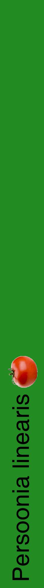 Étiquette de : Persoonia linearis - format a - style noire10hel avec comestibilité simplifiée