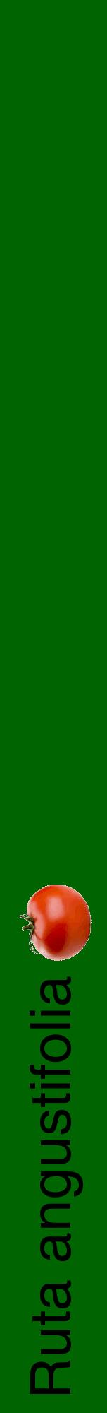 Étiquette de : Ruta angustifolia - format a - style noire8hel avec comestibilité simplifiée
