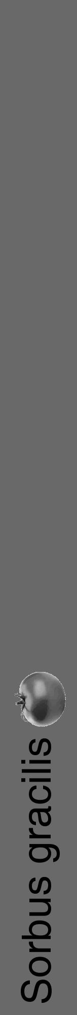Étiquette de : Sorbus gracilis - format a - style noire11hel avec comestibilité simplifiée - position verticale