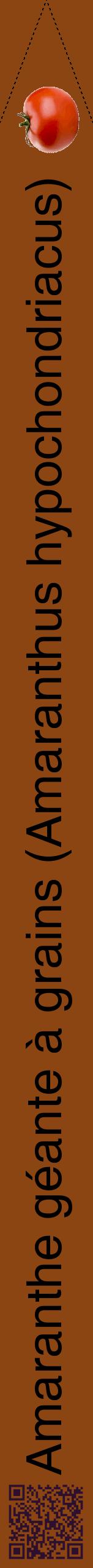 Étiquette de : Amaranthus hypochondriacus - format b - style noire30hel avec qrcode et comestibilité simplifiée