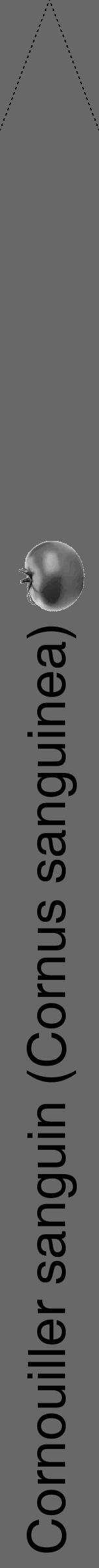 Étiquette de : Cornus sanguinea - format b - style noire43hel avec comestibilité simplifiée - position verticale