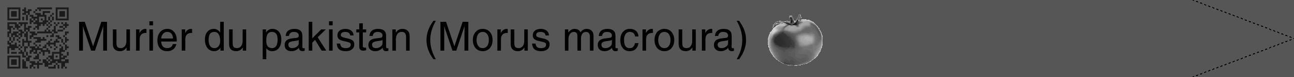 Étiquette de : Morus macroura - format b - style noire45simplehel avec qrcode et comestibilité simplifiée