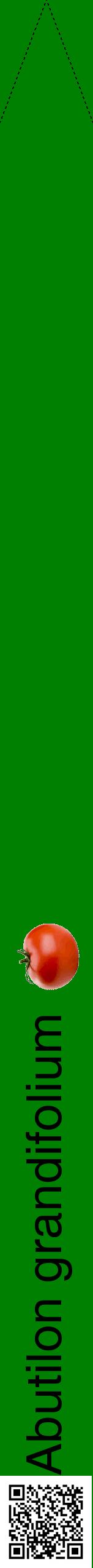 Étiquette de : Abutilon grandifolium - format b - style noire9hel avec qrcode et comestibilité simplifiée