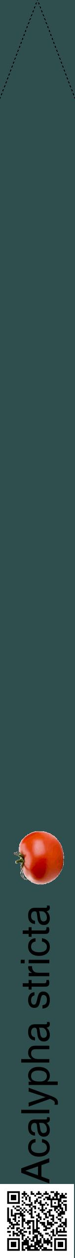 Étiquette de : Acalypha stricta - format b - style noire58hel avec qrcode et comestibilité simplifiée