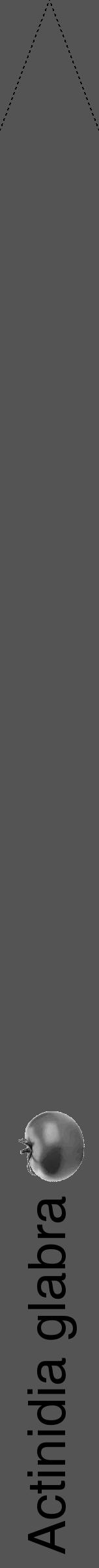 Étiquette de : Actinidia glabra - format b - style noire36hel avec comestibilité simplifiée - position verticale
