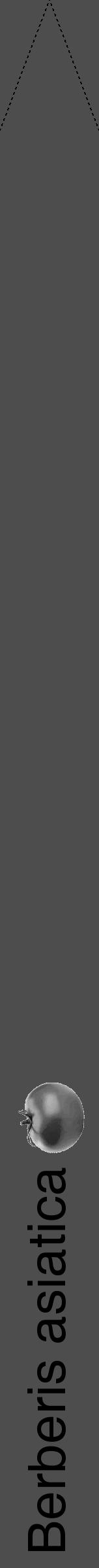 Étiquette de : Berberis asiatica - format b - style noire28hel avec comestibilité simplifiée - position verticale