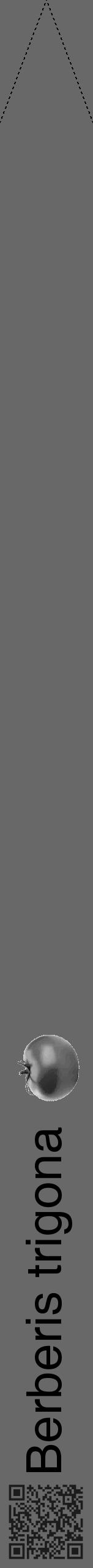 Étiquette de : Berberis trigona - format b - style noire43hel avec qrcode et comestibilité simplifiée - position verticale