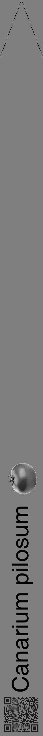 Étiquette de : Canarium pilosum - format b - style noire31hel avec qrcode et comestibilité simplifiée - position verticale