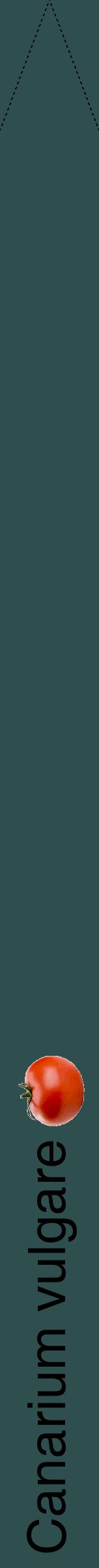 Étiquette de : Canarium vulgare - format b - style noire58hel avec comestibilité simplifiée
