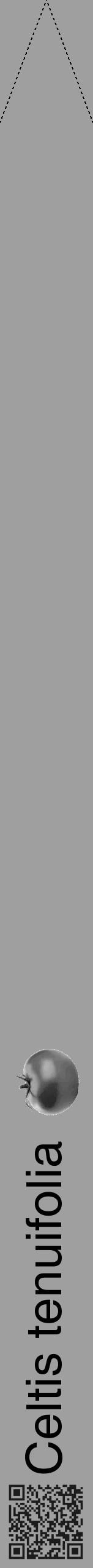 Étiquette de : Celtis tenuifolia - format b - style noire24hel avec qrcode et comestibilité simplifiée - position verticale