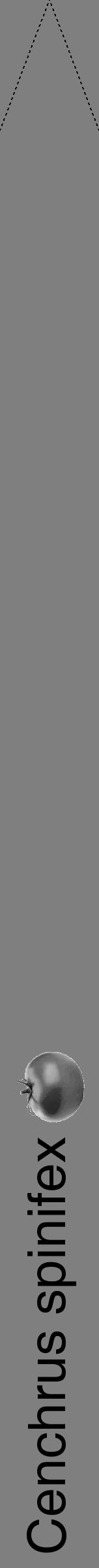 Étiquette de : Cenchrus spinifex - format b - style noire31hel avec comestibilité simplifiée - position verticale