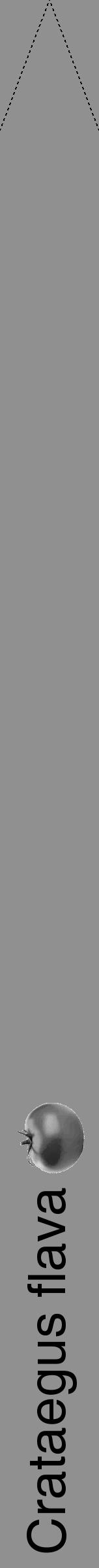 Étiquette de : Crataegus flava - format b - style noire4hel avec comestibilité simplifiée - position verticale