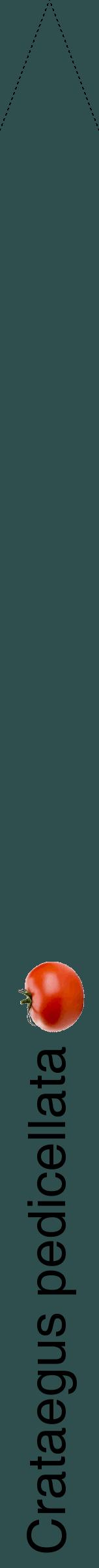 Étiquette de : Crataegus pedicellata - format b - style noire58hel avec comestibilité simplifiée