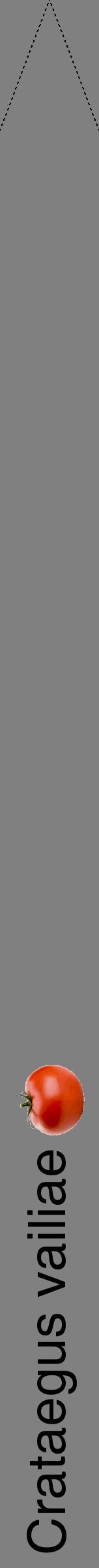 Étiquette de : Crataegus vailiae - format b - style noire57hel avec comestibilité simplifiée