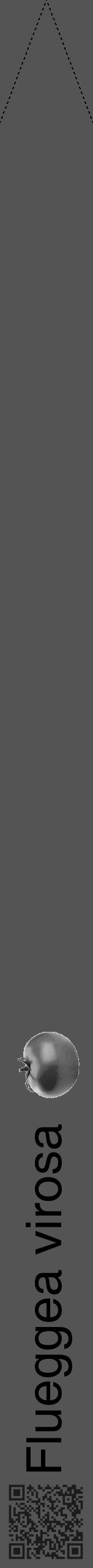 Étiquette de : Flueggea virosa - format b - style noire30hel avec qrcode et comestibilité simplifiée - position verticale