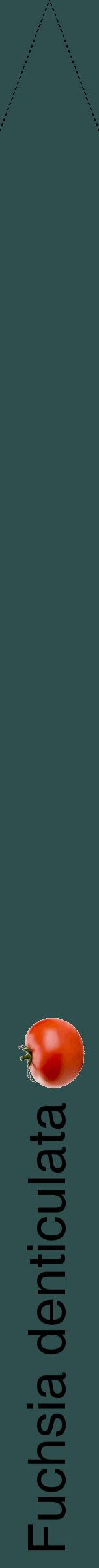 Étiquette de : Fuchsia denticulata - format b - style noire58hel avec comestibilité simplifiée