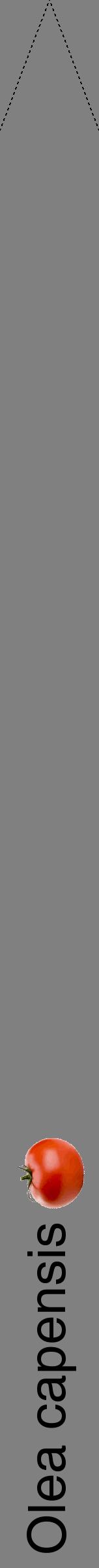 Étiquette de : Olea capensis - format b - style noire57hel avec comestibilité simplifiée