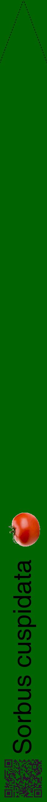 Étiquette de : Sorbus cuspidata - format b - style noire8hel avec qrcode et comestibilité simplifiée