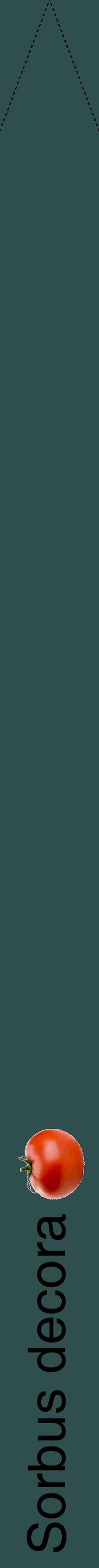 Étiquette de : Sorbus decora - format b - style noire58hel avec comestibilité simplifiée