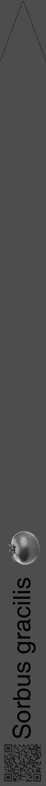Étiquette de : Sorbus gracilis - format b - style noire28hel avec qrcode et comestibilité simplifiée - position verticale