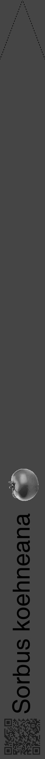 Étiquette de : Sorbus koehneana - format b - style noire58hel avec qrcode et comestibilité simplifiée - position verticale