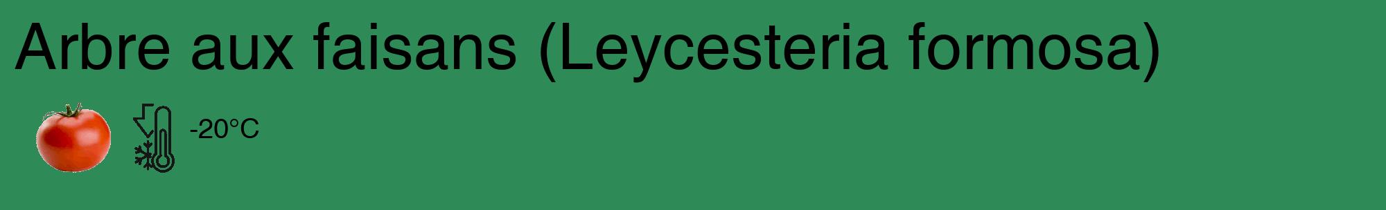 Étiquette de : Leycesteria formosa - format c - style noire11_basique_basiquehel avec comestibilité simplifiée