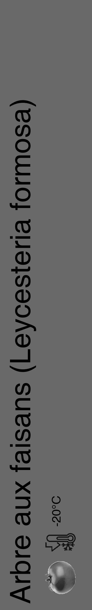 Étiquette de : Leycesteria formosa - format c - style noire11_basique_basiquehel avec comestibilité simplifiée - position verticale