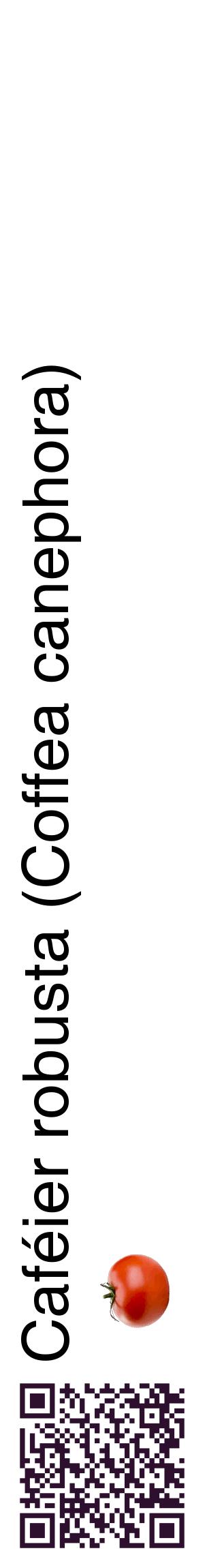 Étiquette de : Coffea canephora - format c - style noire60_basiquehel avec qrcode et comestibilité simplifiée