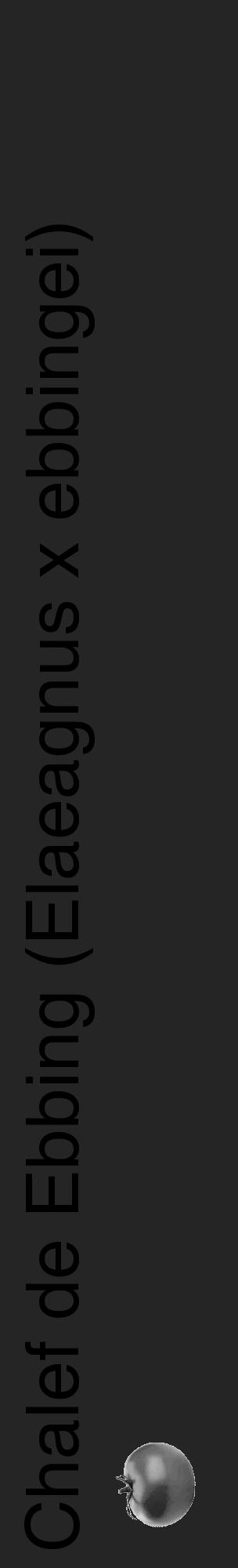 Étiquette de : Elaeagnus x ebbingei - format c - style noire47_basique_basiquehel avec comestibilité simplifiée - position verticale