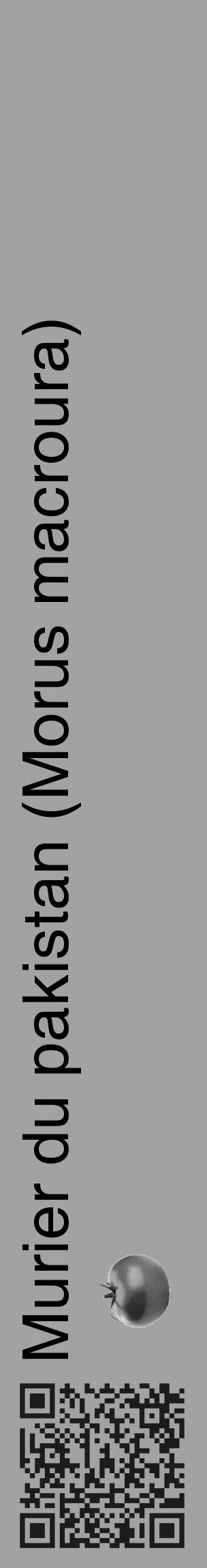 Étiquette de : Morus macroura - format c - style noire38_basique_basiquehel avec qrcode et comestibilité simplifiée - position verticale