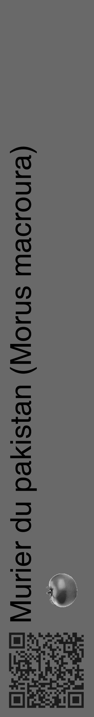Étiquette de : Morus macroura - format c - style noire51_basique_basiquehel avec qrcode et comestibilité simplifiée - position verticale