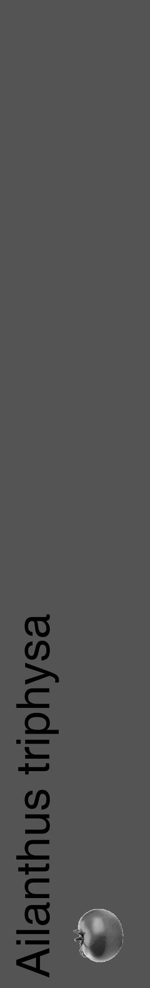Étiquette de : Ailanthus triphysa - format c - style noire36_basique_basiquehel avec comestibilité simplifiée - position verticale