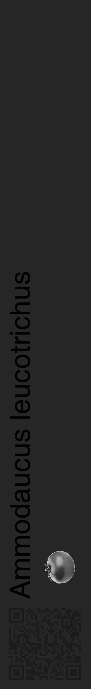 Étiquette de : Ammodaucus leucotrichus - format c - style noire29_basique_basiquehel avec qrcode et comestibilité simplifiée - position verticale