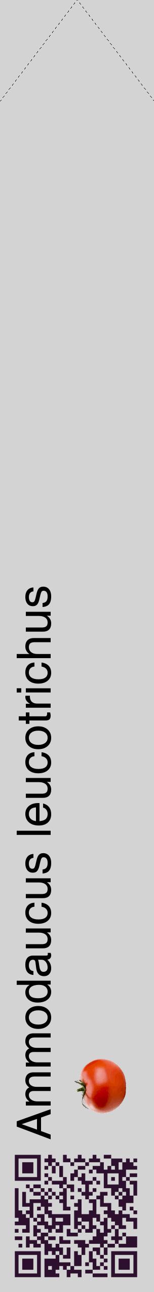 Étiquette de : Ammodaucus leucotrichus - format c - style noire56_simplehel avec qrcode et comestibilité simplifiée