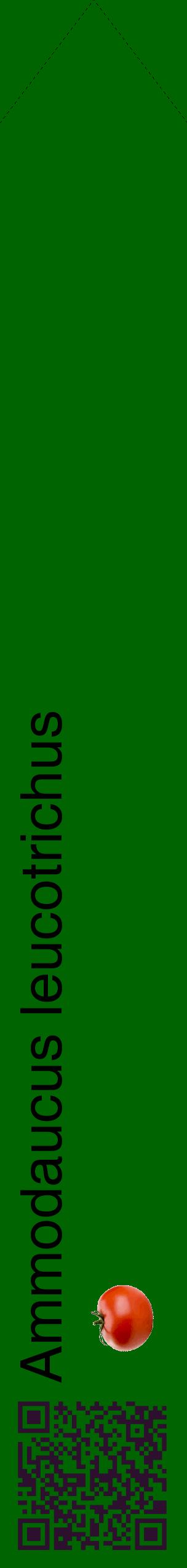 Étiquette de : Ammodaucus leucotrichus - format c - style noire8_simplehel avec qrcode et comestibilité simplifiée