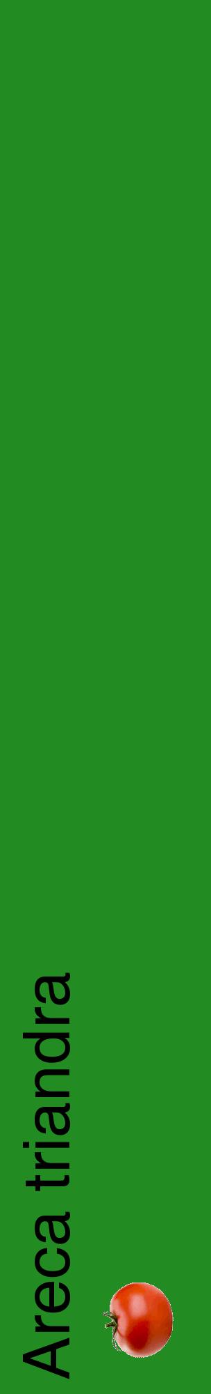 Étiquette de : Areca triandra - format c - style noire10_basiquehel avec comestibilité simplifiée