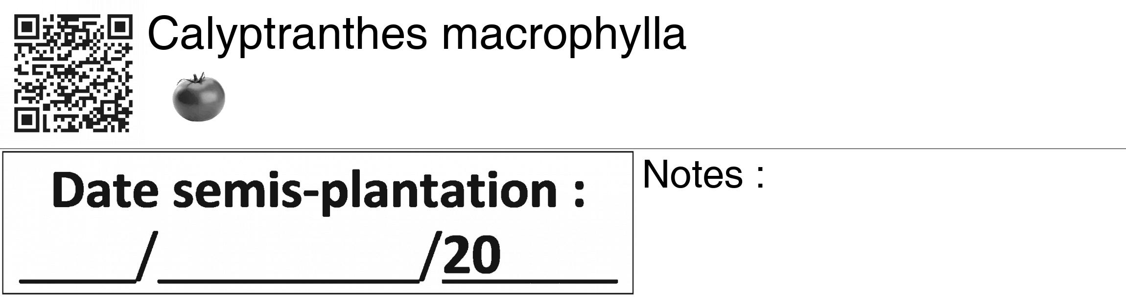 Étiquette de : Calyptranthes macrophylla - format c - style noire60_basiquegrrvhel avec qrcode et comestibilité simplifiée