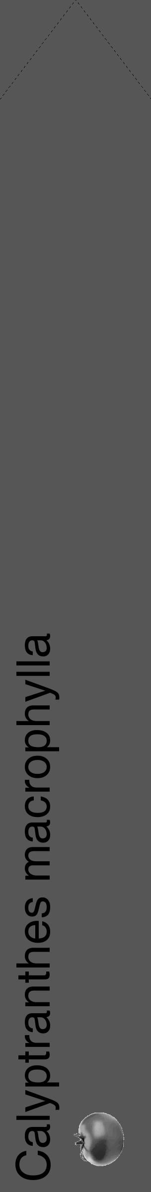 Étiquette de : Calyptranthes macrophylla - format c - style noire45_simple_simplehel avec comestibilité simplifiée - position verticale