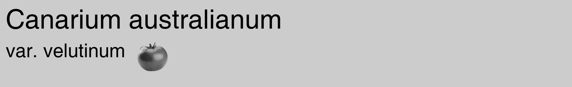 Étiquette de : Canarium australianum var. velutinum - format c - style noire0_basique_basiquehel avec comestibilité simplifiée