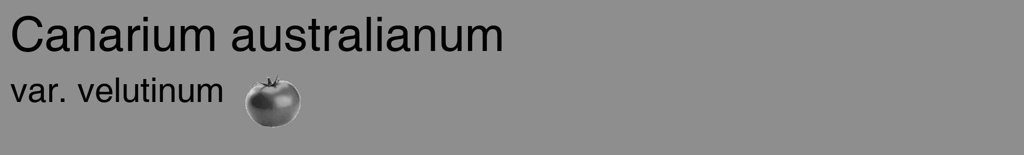 Étiquette de : Canarium australianum var. velutinum - format c - style noire25_basique_basiquehel avec comestibilité simplifiée