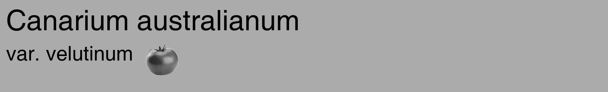 Étiquette de : Canarium australianum var. velutinum - format c - style noire37basique_basique_basiquehel avec comestibilité simplifiée