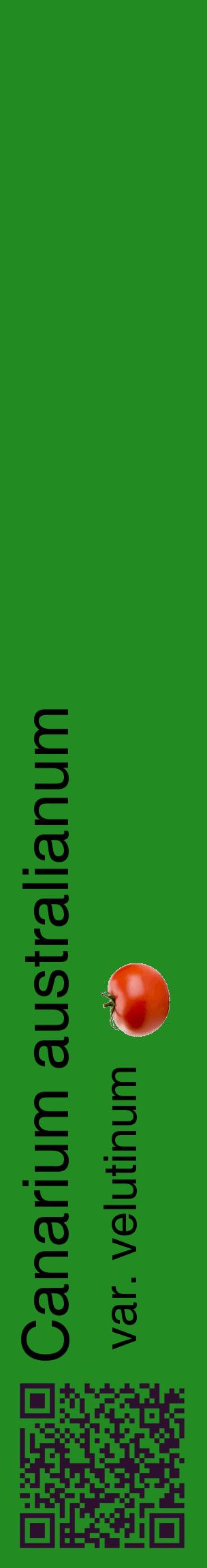 Étiquette de : Canarium australianum var. velutinum - format c - style noire10_basiquehel avec qrcode et comestibilité simplifiée